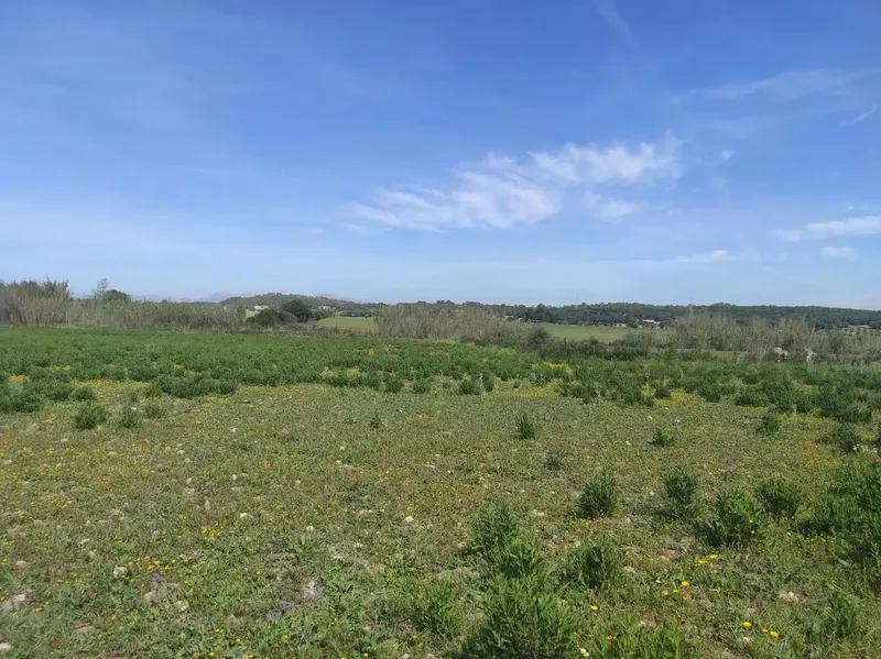 For Sale: Magnificent Estate of 24,800m2 with Project for a 350m2 Single-Family Home in Sineu — photo 12
