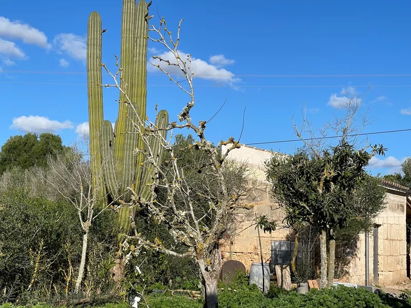 Small rustic finca with land of 20,000 m² for sale with project for a detached house of 225 m² — photo 5