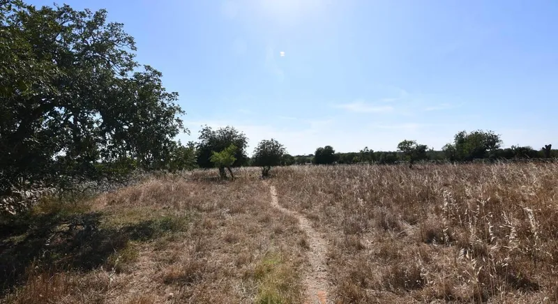 Interesting rustic plot between Santanyi and Cas Concos — photo 2