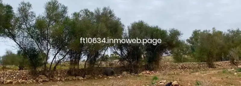 Only 3 km from the village of Sineu, we have this finca completely enclosed by Mallorcan dry stone wall and with a gate. Buildable land — photo 3