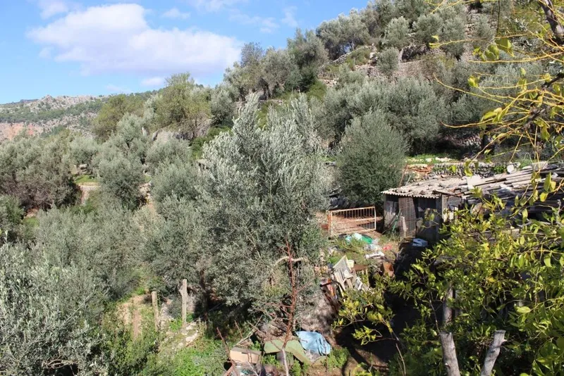 Rural or Farmhouse in Fornalutx, Province of Balearic Islands — photo 6