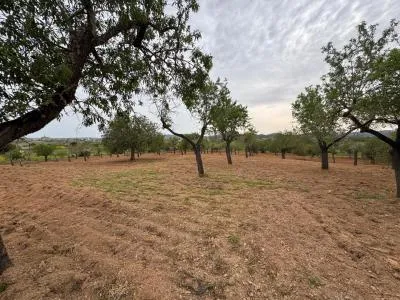 Rural Land - Porreres — photo 12