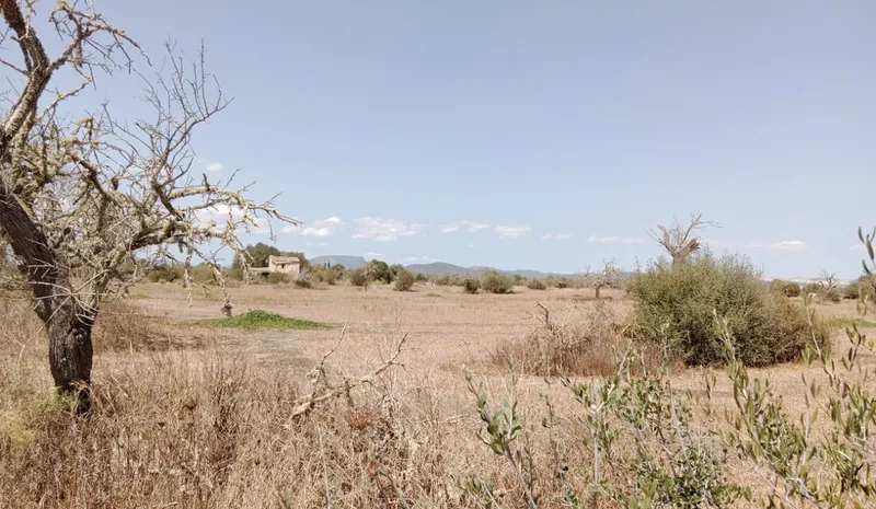 Stunning rustic land with planning project near Campos, Mallorca — photo 6