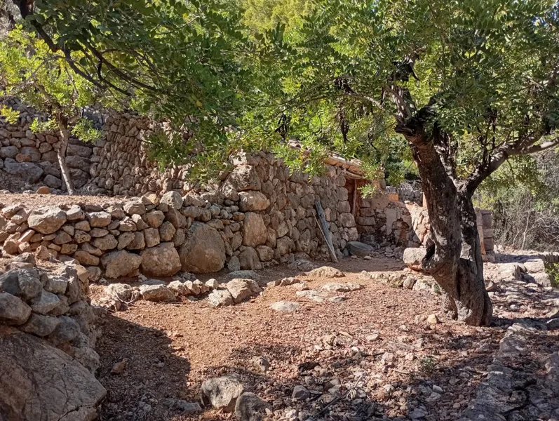 Sunny olive grove in Fornalutx — photo 3
