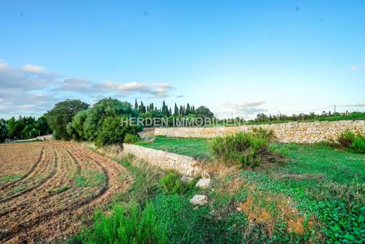 Spacious building plot for sale in Muro, Mallorca — photo 8