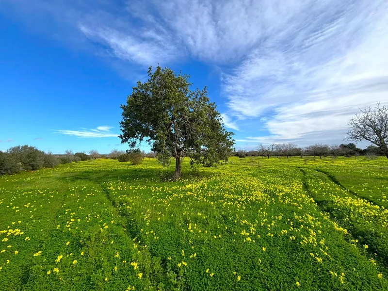 🌿 Unique opportunity in the heart of southern Mallorca – Buildable rustic finca between Campos and Sa Ràpita 🌊 — photo 1