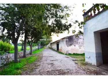 finca in Maria de la Salut — photo 12