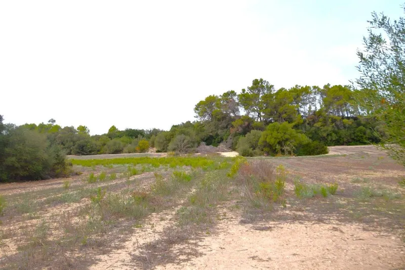 Land in Muro, Province of Balearic Islands — photo 5