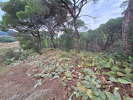 Rustic property for sale in Port de la Selva — photo 2