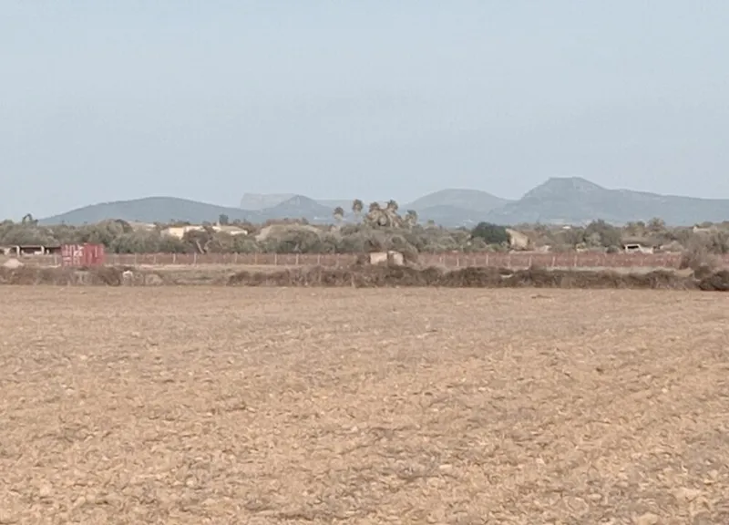 Land in Son Valls near Felanitx, Mallorca — photo 3