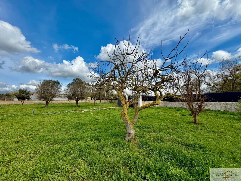 House with land - Palma de Mallorca (Sa Casa Blanca) — photo 1