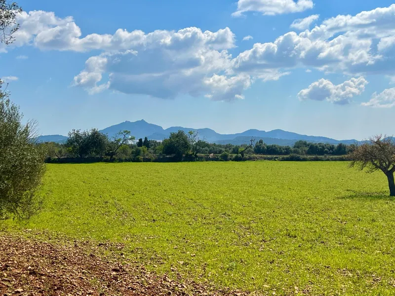 Rustic plot of 14,884 m² between Porreres and Felanitx with spectacular views of Sant Salvador — photo 5