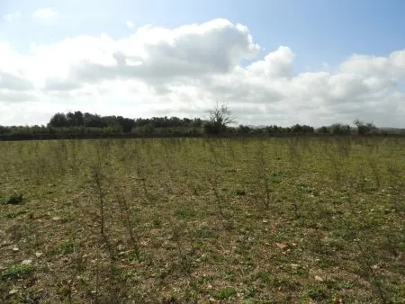 Rural Land - Manacor, Plot Surface 14740m² — photo 1