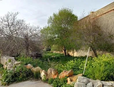 Building Site - Santanyí (Alquería Blanca - Calonge) — photo 8
