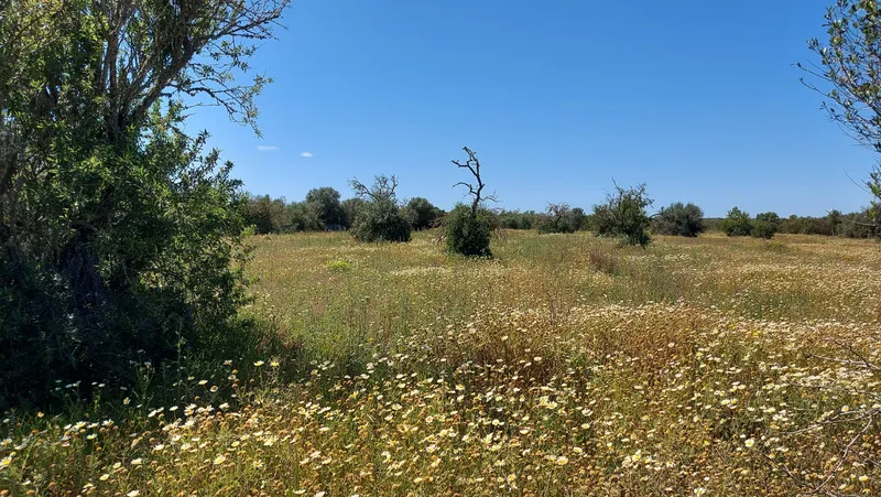 I-5037 Rustic Plot between Campos and Sa Ràpita: Nature and Privacy a Step from the Sea — photo 1