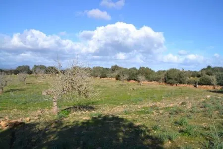 Rustic property - Manacor (Afueras), Built Surface 10m², Plot Surface 42985m² — photo 8