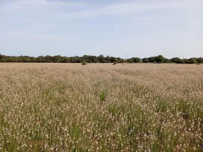 Plot of land - Sa Pobla, plot surface 80378m². — photo 3