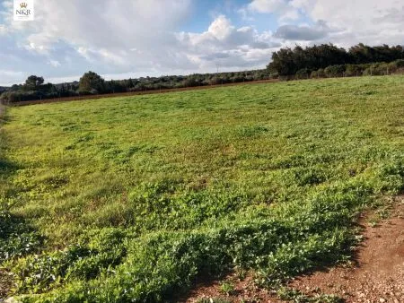 Rural Land - Llubí (Llubi), Plot Surface 3500m², Distance to the sea 15 Km. — photo 2