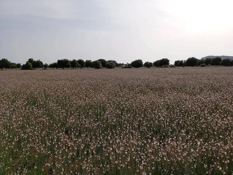 Land in sa Pobla, Province of Balearic Islands — photo 3