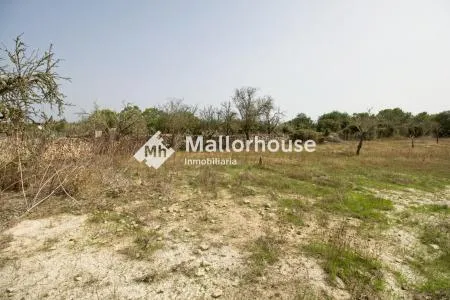 Rural Land - Santa Margalida, Plot Surface 14310 m², Distance to the Sea 6 km — photo 7