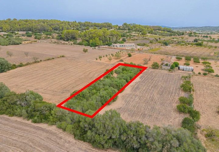 Land in Porreres, Mallorca — photo 12