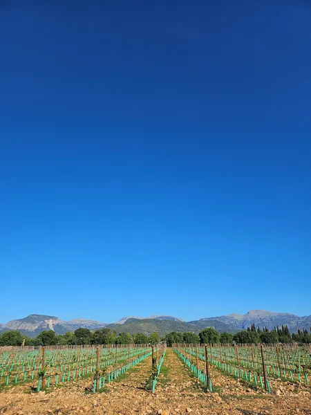 Vineyard plot with approved finca project & Tramuntana views in Binissalem — photo 12