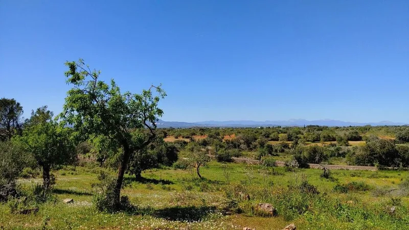 Land in Felanitx, Province of Balearic Islands — photo 11