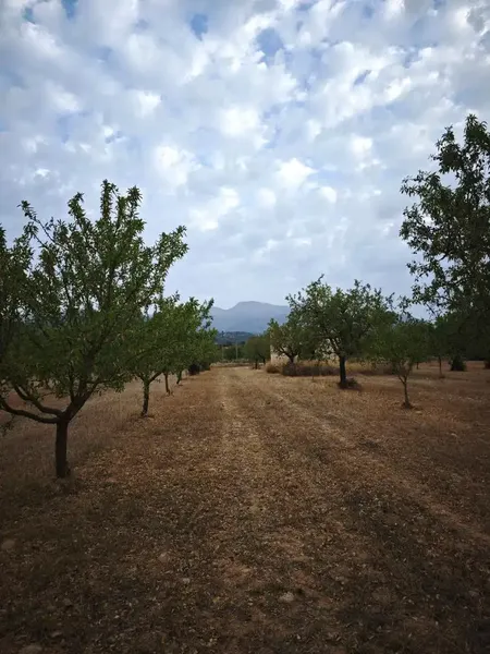 Finca near Inca, 9800 m², with a 35 m² shed that can be renovated as it predates 1956. — photo 1