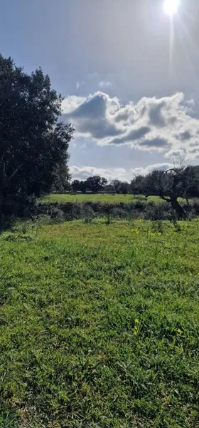 Rural land - Llubí (outskirts of Llubí), plot surface 14,964 m² — photo 9