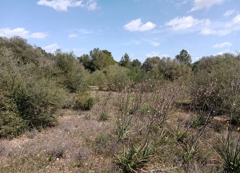 Large Rustic Land near Campos, Mallorca — photo 4