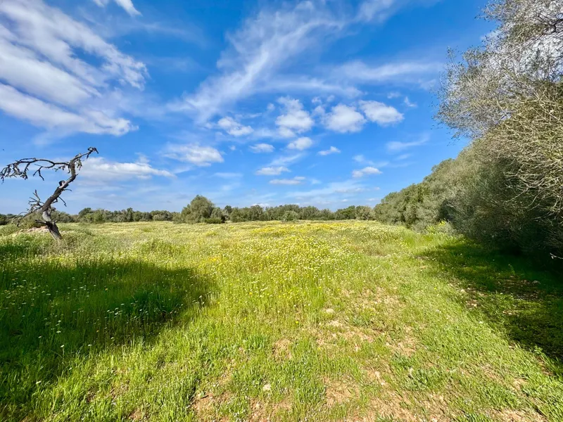 Exclusive rustic plot in a privileged setting near the best beaches of Mallorca — photo 5