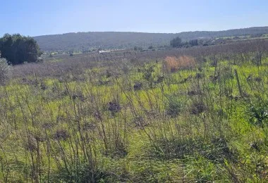 Plot in Santa Maria — photo 4