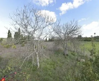 Land for Sale in Manacor — photo 11