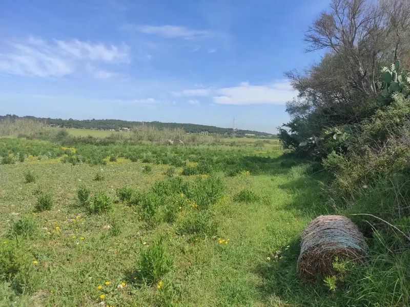 For Sale: Magnificent Estate of 24,800m2 with Project for a 350m2 Single-Family Home in Sineu — photo 7