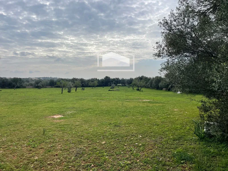 Rustic finca of 26,135 m² with housing project and pool near Ses Salines — photo 4