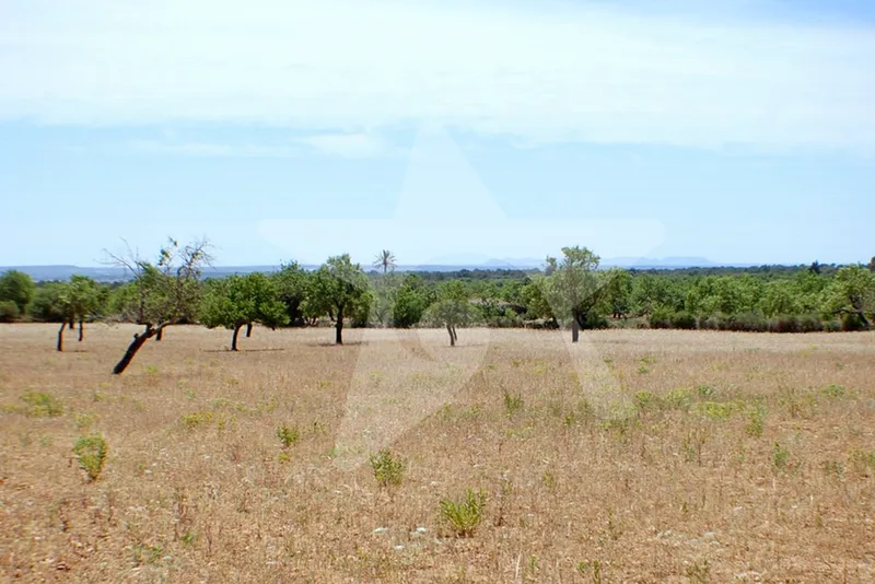 Fantastic building plot with views of the island of Cabrera — photo 4