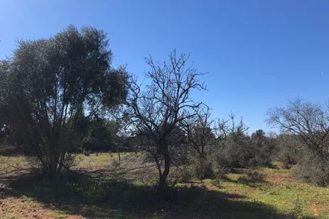 Land in Porreres, Mallorca — photo 11