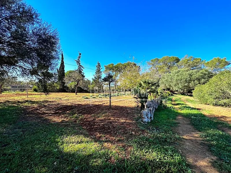 Country Estate for sale in Algaida of 16229 m2 — photo 5