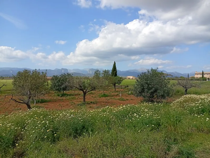 Biniali — photo 6