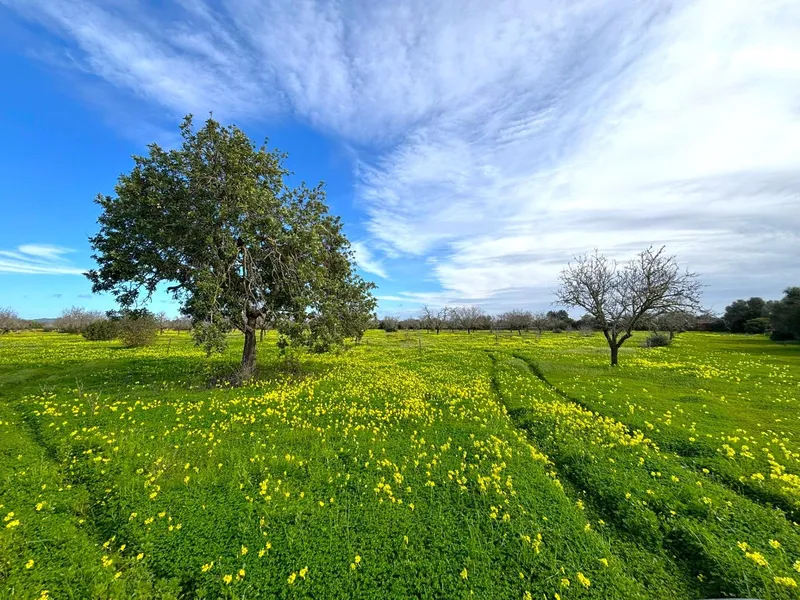 🌿 Unique opportunity in the heart of southern Mallorca – Buildable rustic finca between Campos and Sa Ràpita 🌊 — photo 6