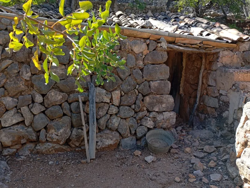 Sunny olive grove in Fornalutx — photo 6
