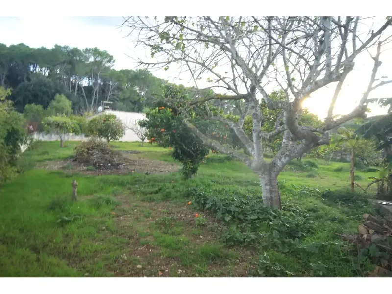 Country house with land — photo 4