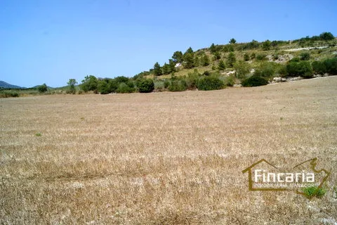 Land in Manacor, Mallorca — photo 8