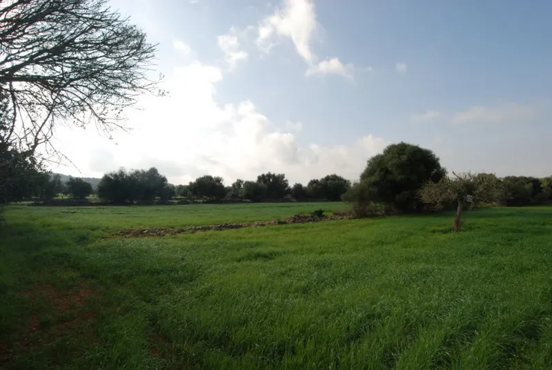 Sunny and spacious rustic plot ideal for growing vines near Felanitx — photo 2
