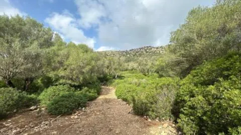 Plot — photo 5