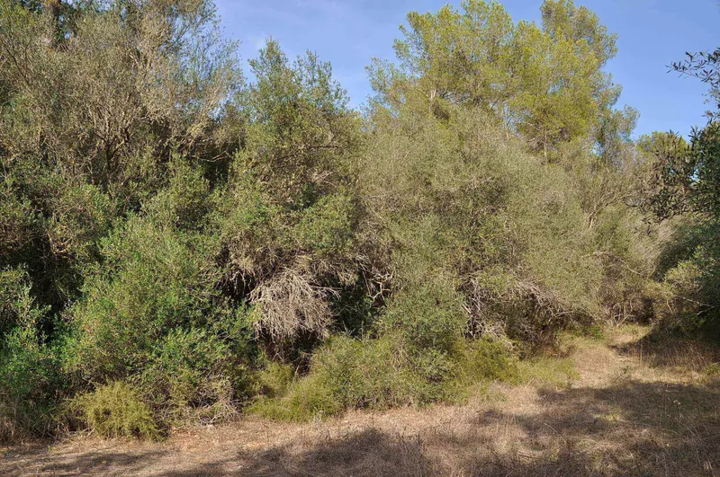 Rustic Land-plot In Sa... — photo 8