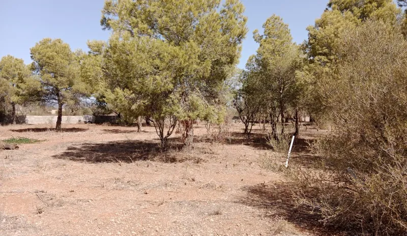 Large Rustic Land near Campos, Mallorca — photo 11