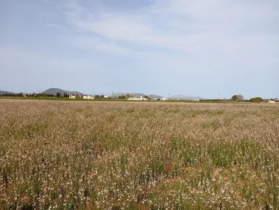 Plot of land - Sa Pobla, plot surface 80378m². — photo 2