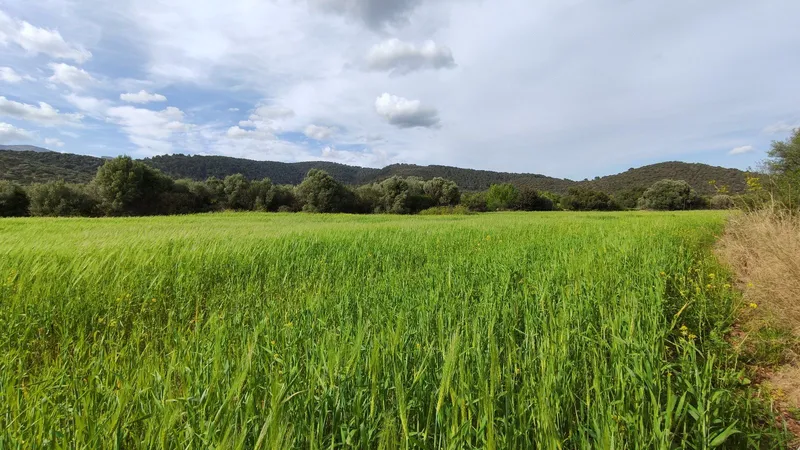Plot of 14,305 m2 in Campanet with well and electricity — photo 1