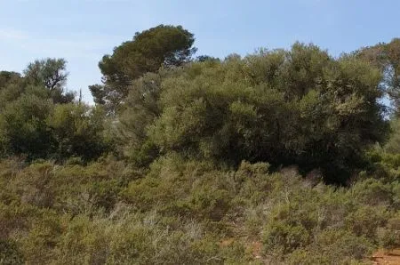 Urban plot of land - Llucmajor (Llucmajor (Campo)), plot surface 302.67m2 — photo 11